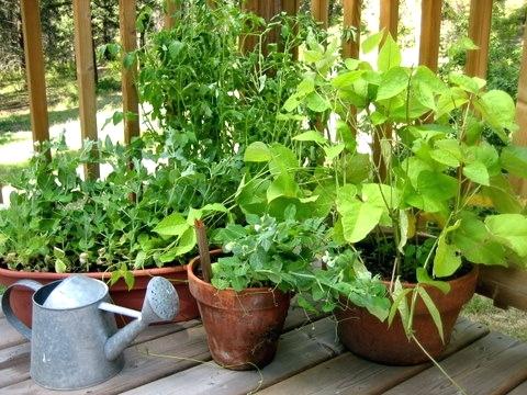 Noções básicas de jardinagem